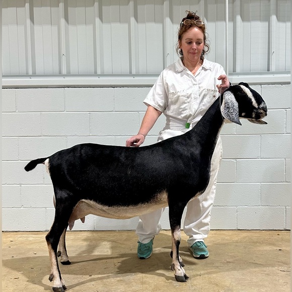 Meet your Posher, Stacy - Picture 2 of 9